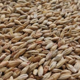 Malț Viking Red Ale 